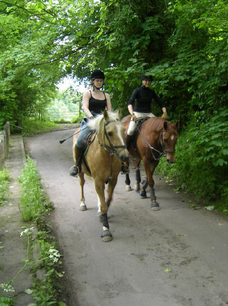 Horses in Rosemary lane beside the Freshform Mill site
