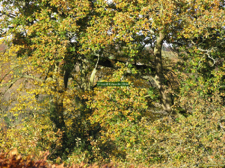 autumn Woodlands at Freshford Somerset